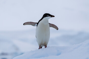 Obraz premium Adelie penguins on an ice burg in Antarctic peninsula.