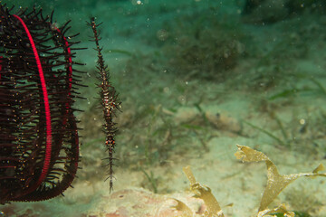 A Ghost Pipefish, Solenostomus Paradoxus, hiding close to a Crinoid, soft coral in Philippines. Picture from Puerto Galera