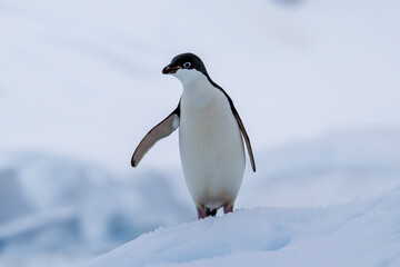 Adelie penguins on an ice burg in Antarctic peninsula.