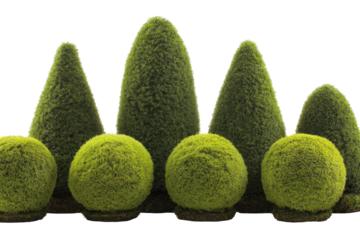 Formal topiary display of cone and ball shapes