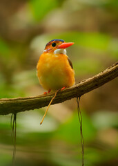 Sulawesi dwarf kingfisher Ceyx fallax ruddy bird in Alcedinidae endemic to Sulawesi, also Celebes forest or Blue-crowned or Celebes dwarf-kingfisher, and Celebes pygmy-kingfisher