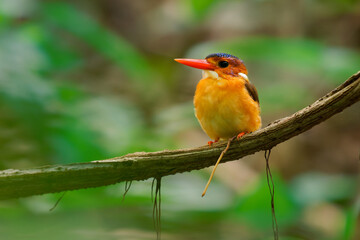 Sulawesi dwarf kingfisher Ceyx fallax ruddy bird in Alcedinidae endemic to Sulawesi, also Celebes forest or Blue-crowned or Celebes dwarf-kingfisher, and Celebes pygmy-kingfisher