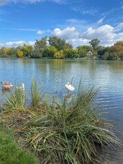 Fototapeta premium landscape with lake and swan