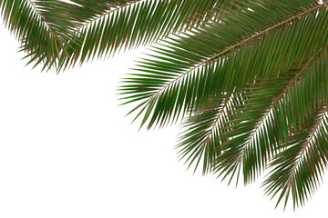 Close-up palm fronds with colorful highlights