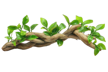 Twisted vine branch with vibrant green leaves