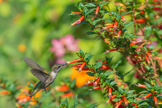 Female hummingbird feeding from orange vermillionaire plant with beak stuck in flower