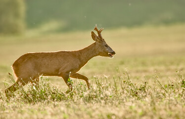 Roe deer rut 2025.