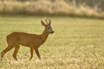 Roe deer rut. 