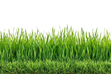 Fototapeta premium Lush green grass blades