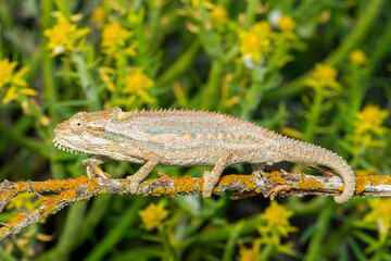 A stunning Robertson Dwarf Chameleon (Bradypodion gutturale), also known as a Little Karoo dwarf chameleon, climbing in the fynbos in the Western Cape, South Africa