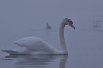 Swan in the fog