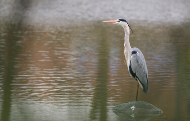 Heron on the stone.