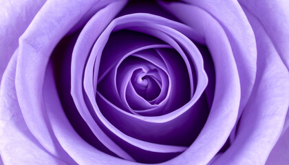Purple Rose CloseUp Bloom.