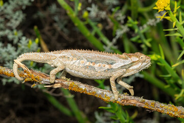 A stunning Robertson Dwarf Chameleon (Bradypodion gutturale), also known as a Little Karoo dwarf chameleon, climbing in the fynbos in the Western Cape, South Africa