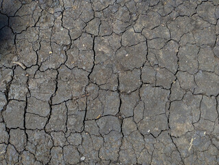 Dry cracked soil indicates drought and lack of moisture. Such a soil surface is a sign of unfavorable conditions for plant growth, which can negatively affect the harvest.