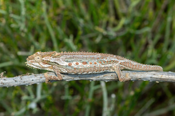 A stunning Robertson Dwarf Chameleon (Bradypodion gutturale), also known as a Little Karoo dwarf chameleon, climbing in the fynbos in the Western Cape, South Africa