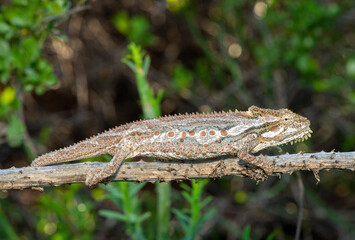 A stunning Robertson Dwarf Chameleon (Bradypodion gutturale), also known as a Little Karoo dwarf chameleon, climbing in the fynbos in the Western Cape, South Africa