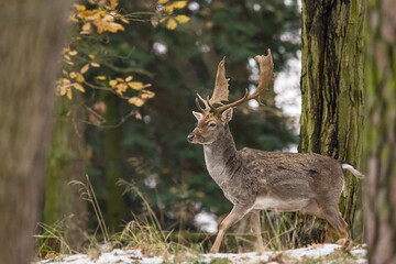 Deer in the forest.