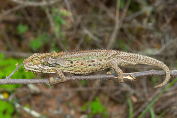 A stunning Robertson Dwarf Chameleon (Bradypodion gutturale), also known as a Little Karoo dwarf chameleon, climbing in the fynbos in the Western Cape, South Africa