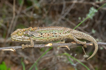 A stunning Robertson Dwarf Chameleon (Bradypodion gutturale), also known as a Little Karoo dwarf chameleon, climbing in the fynbos in the Western Cape, South Africa
