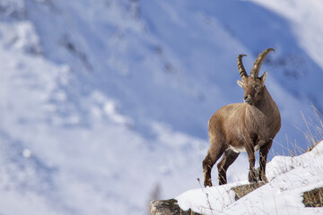Mountain ibex on the rock.