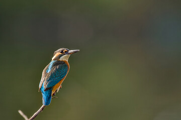 Detail of kingfisher.