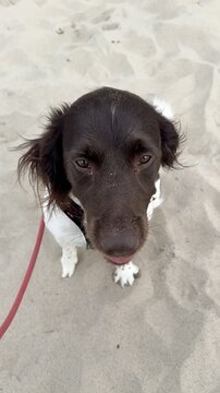 Pies na plaży, Mały Munsterlander, wyżeł na plaży węszący pies, uśmiechnięty psiak. Pies na wakacjach, urlop z psem.