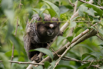 Common marmoset lurking in foliage