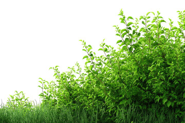 Obraz premium Lush green foliage of a dense bush or hedge, contrasting against a dark background and grassy foreground