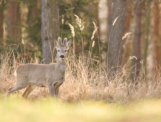 Spring in the forest. 
