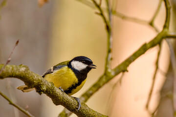blue tit on branch