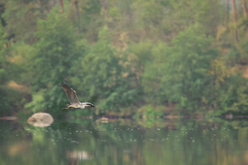 Heron in flight.