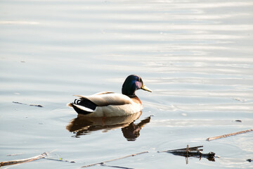 cute ducks in the park