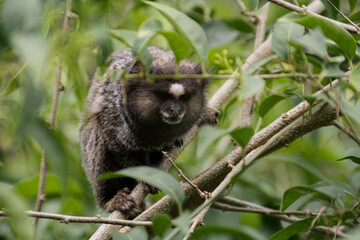 Common marmoset lurking in foliage