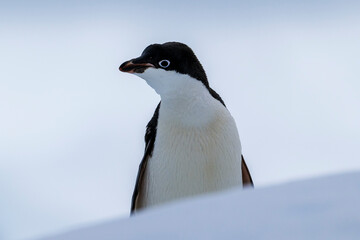 Adelie penguins on an ice burg in Antarctic peninsula.