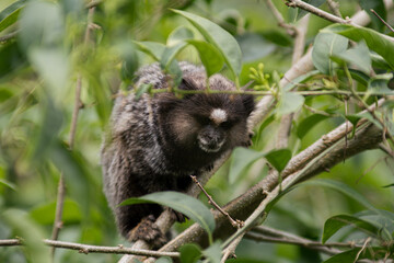 Common marmoset lurking in foliage