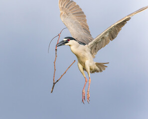 A Black Crowned Night Heron (Nycticorax) beautifully suspended in mid air while in flight, carrying a nesting stick during the breeding season. Close up view.