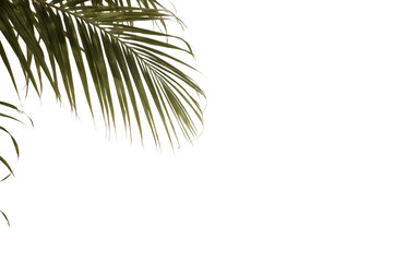 Obraz premium Palm Leaf's Elegance: A close-up shot capturing the intricate beauty and elegant texture of a vibrant palm leaf, highlighting its natural form against the simplicity of its surroundings. 