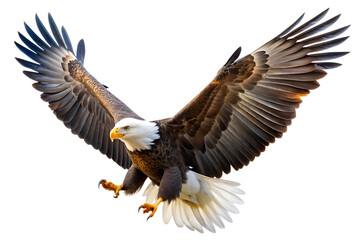 Fototapeta premium American bald eagle flying with wings spread wide against a white background