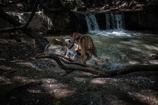 Dog playing in the lake