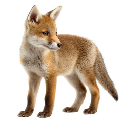 An Adorable Red Fox Kit, a Symbol of Wild Beauty  Isolated on transparent background, cutout	