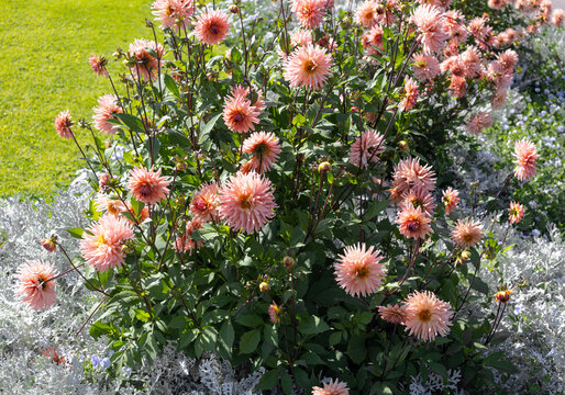Flores de dalias (Dahlia), pertenecientes a la familia de las aster&aacute;ceas (Asteraceae). 