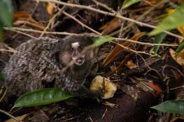 Common marmoset eating banana