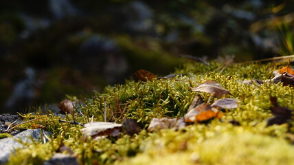 Vibrant moss and fallen leaves cover a forest floor in warm sunlight during autumn season