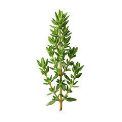 Fototapeta premium Fresh vibrant green thyme sprig with tiny oval leaves and slender stem, isolated on pure transparent, no shadows, sharp focus, high-angle studio shot. Concept of pristine botanical detail
