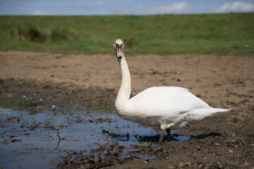 Beautiful Swan Swimming and Drinking From Lake