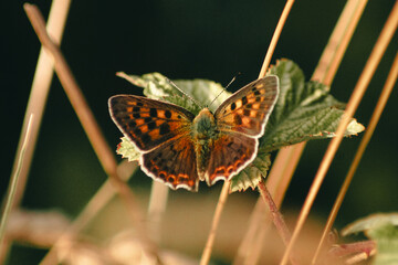 ORANGE BUTTERFLY