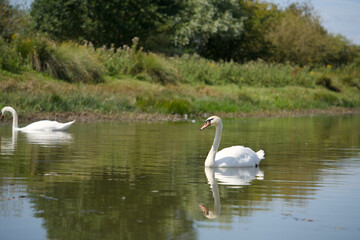 Beautiful Swan Swimming and Drinking From Lake