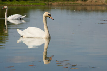 Beautiful Swan Swimming and Drinking From Lake