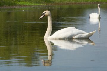 Beautiful Swan Swimming and Drinking From Lake